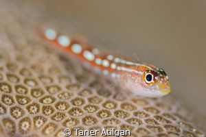 Tiny goby - no crop by Taner Atilgan 